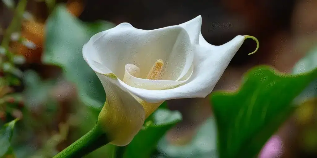 The On/Off Rhythm of Calla Lilies: Soak in Spring, Snooze in Winter