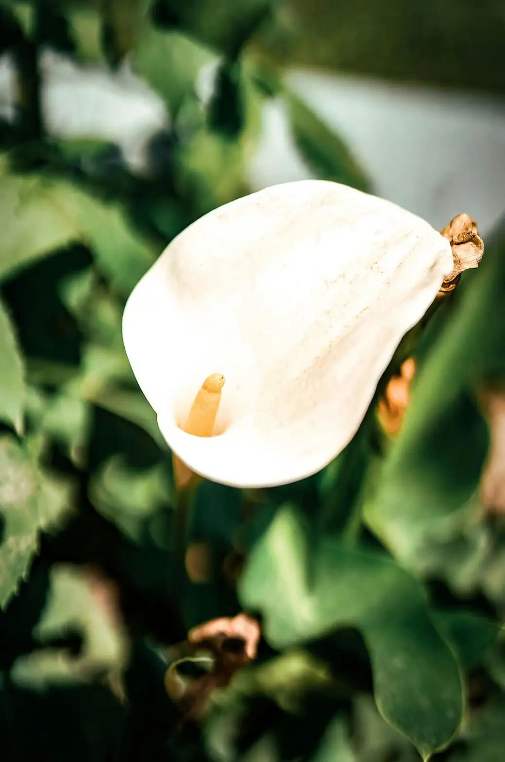 calla lily spathe spadix close-up