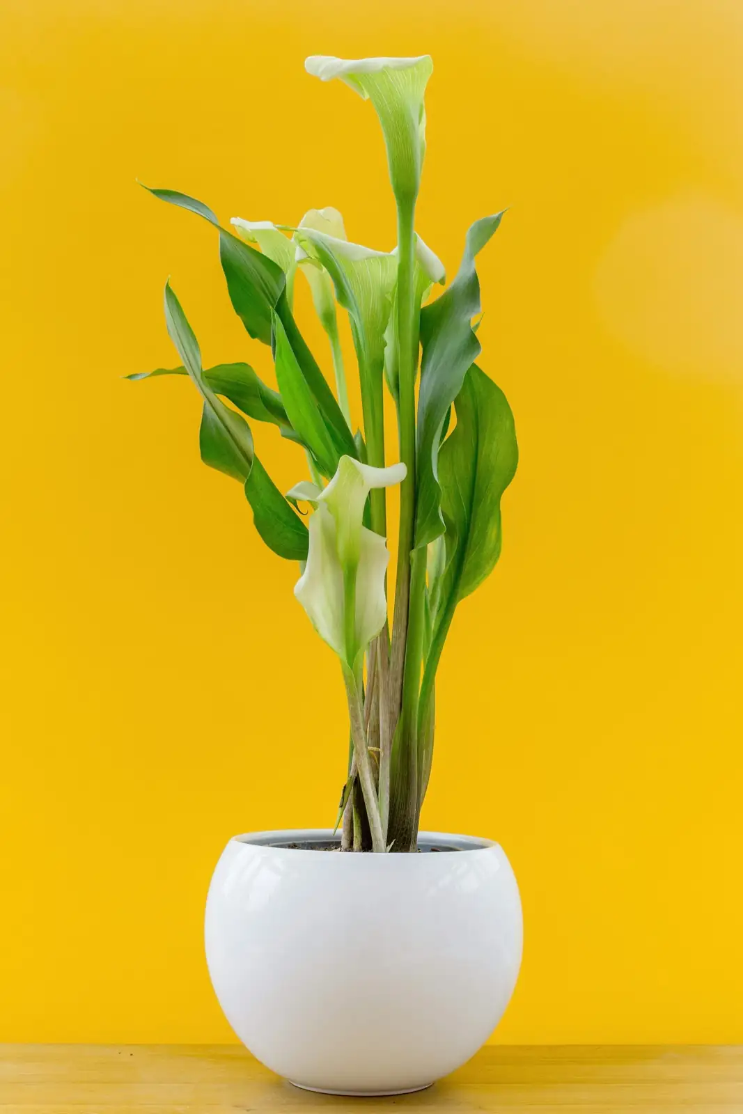 calla lily potted rhizomes cool shelf