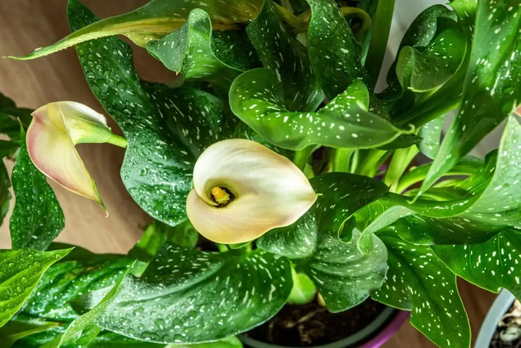 Yellow Leaves, Floppy Spathes, Mystery Mites? Calla Lily Triage You Can Do Today