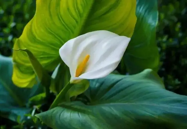 calla lily yellow leaves close-up
