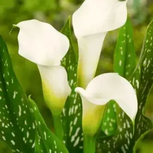 calla lily rhizome rot inspection