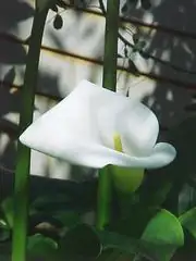 From Cape Marshes to Bridal Aisles: The Global Rise of Zantedeschia aethiopica
