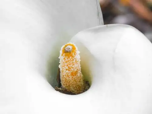 calla lily spathe spadix close-up
