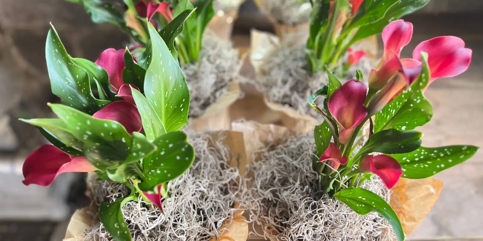 colored calla lilies potted display