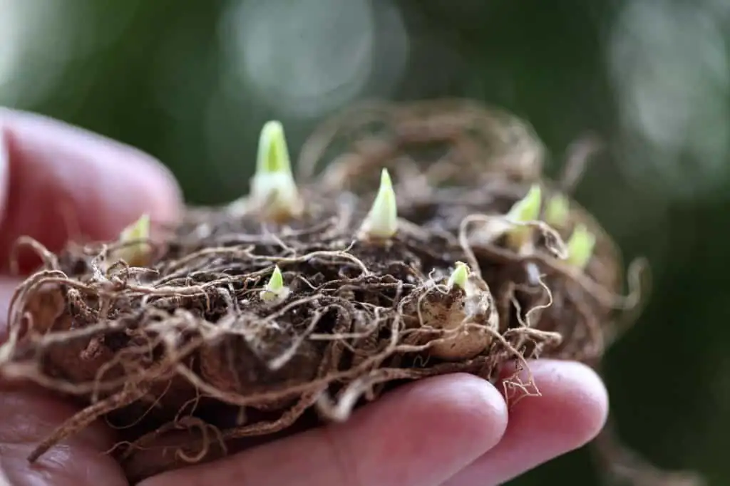 calla lily rhizome planting hands