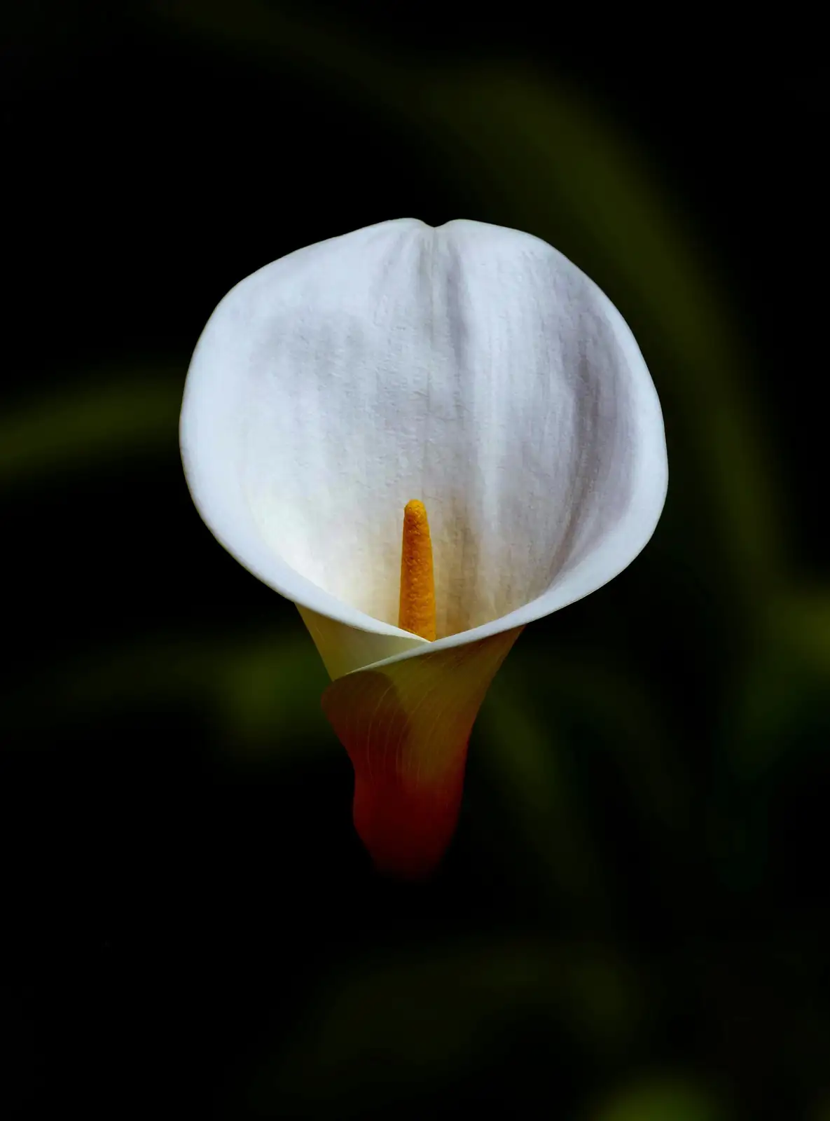 Not a Petal?! 9 Calla Lily Quirks You Can’t Unsee (Spathe vs. Spadix and More)