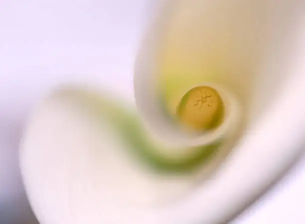 calla lily spadix macro detail