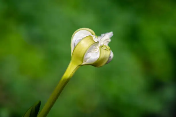 calla lily speckled leaves close-up