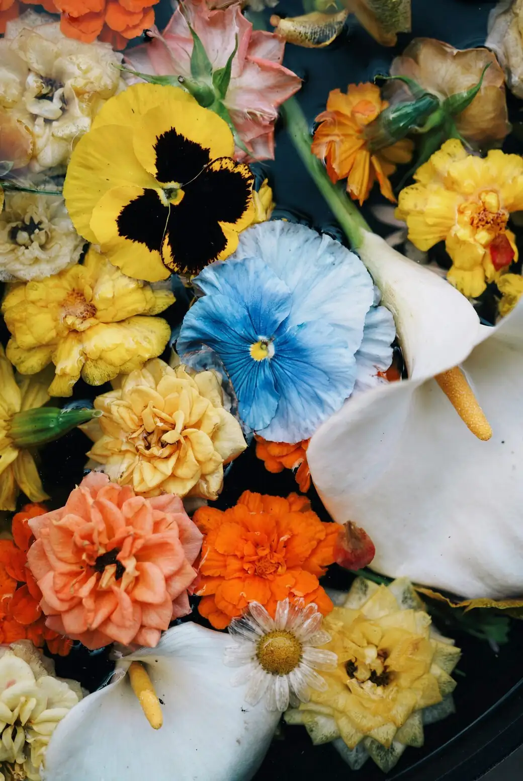 calla lily mixed colors pots