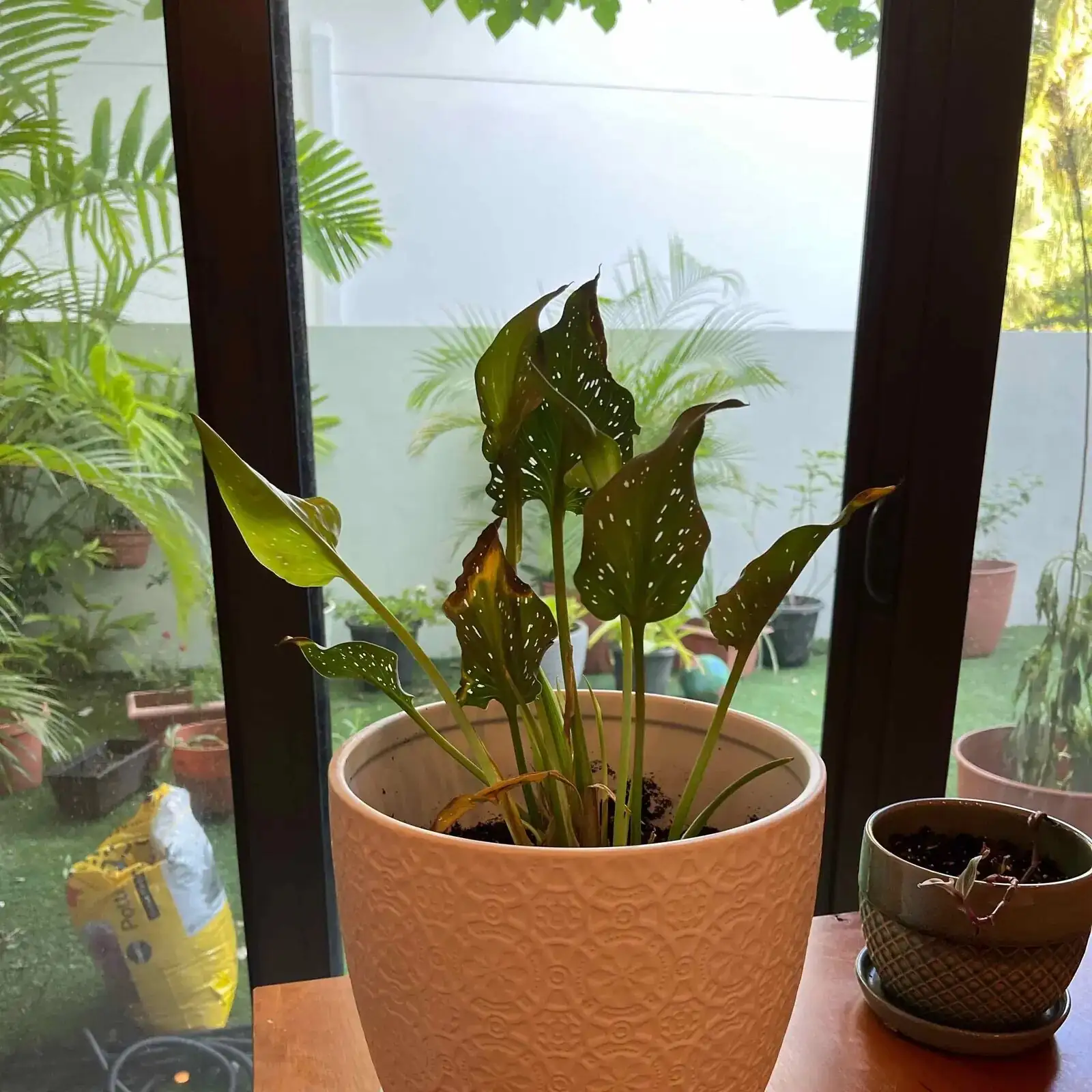 calla lily yellowing leaves pot