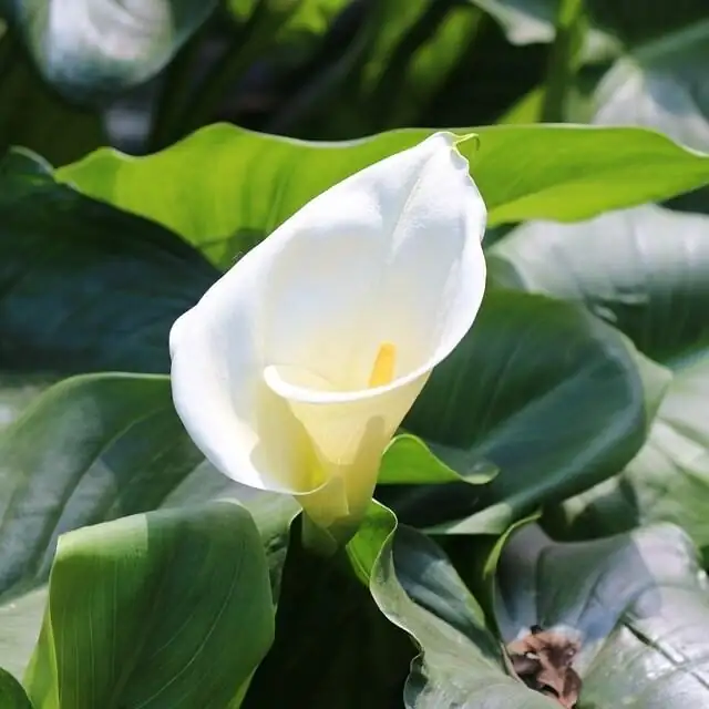 Purity, Power, and Farewell: The Calla Lily’s Flower Language—From Hera’s Myth to Victorian Salons