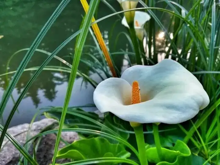 calla lily wetland South Africa