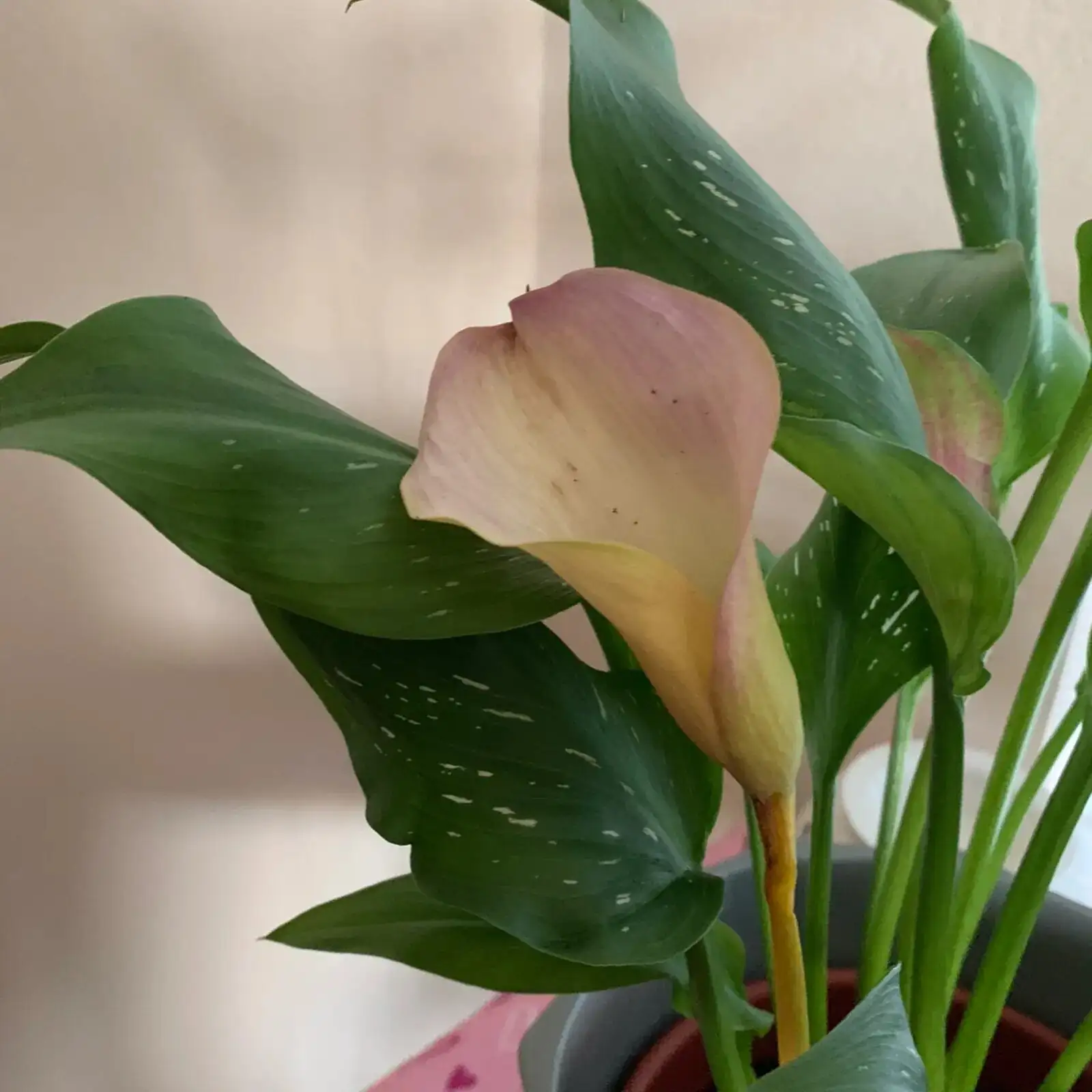 calla lily seedlings tray close-up