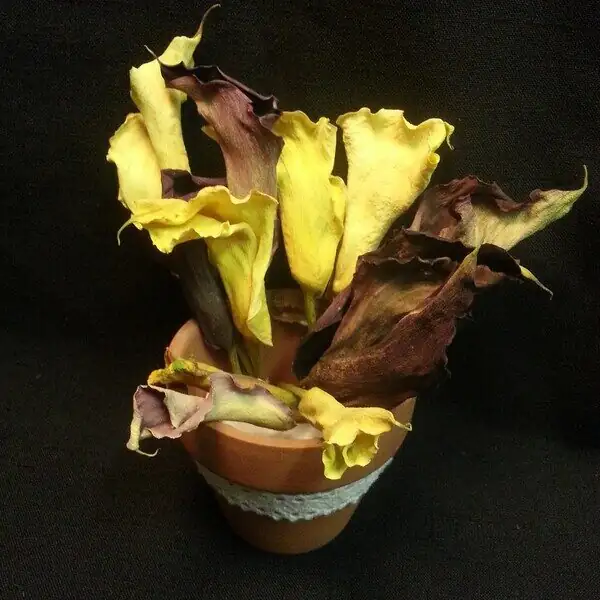 calla lily potting crown exposed