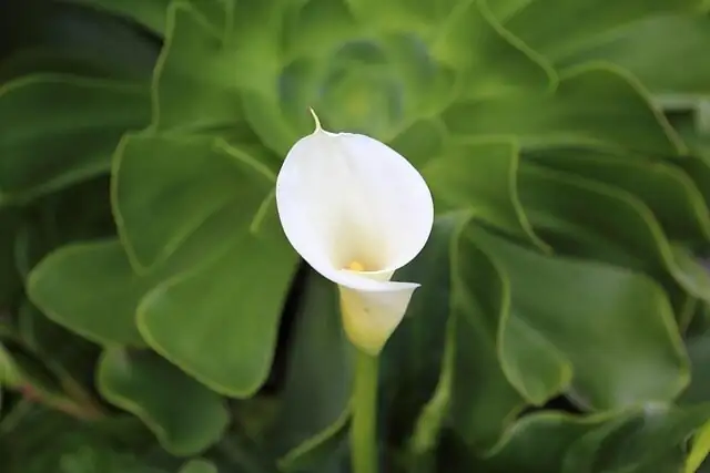 calla lily concrete bowl planter