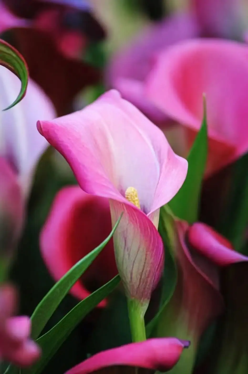 calla lily rhizome planting hands