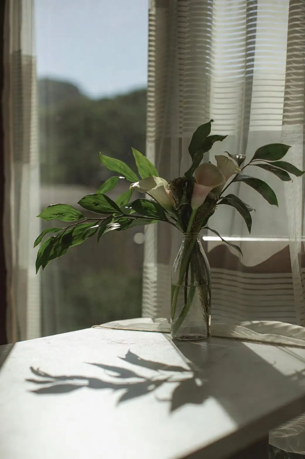 calla lily small balcony morning sun