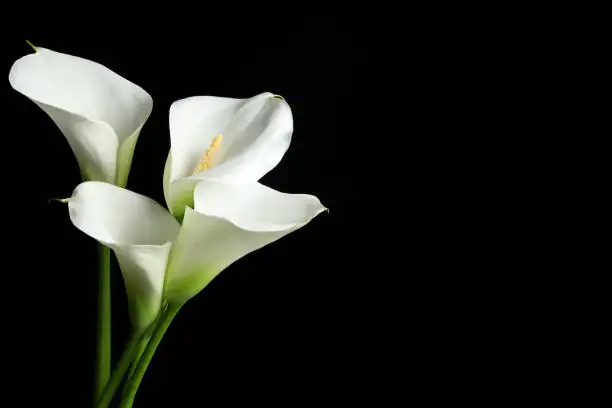 calla lily cut flowers vase