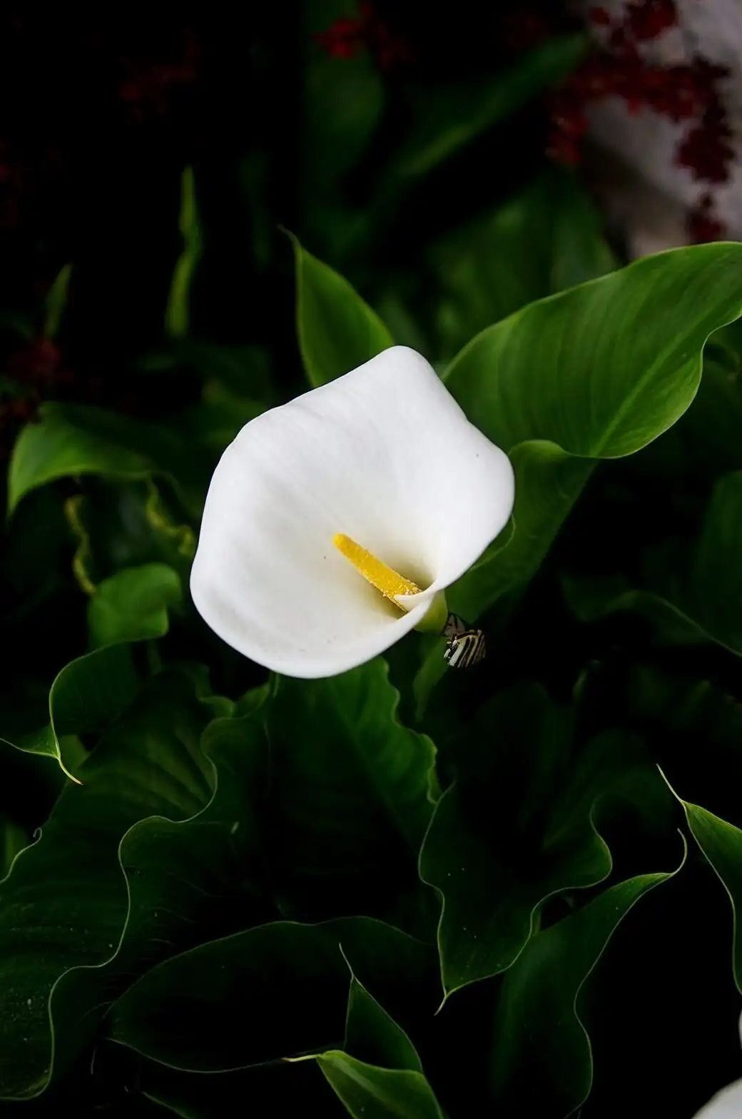 calla lily cutting in greenhouse