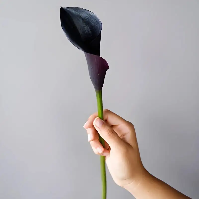calla lily recut stem under water