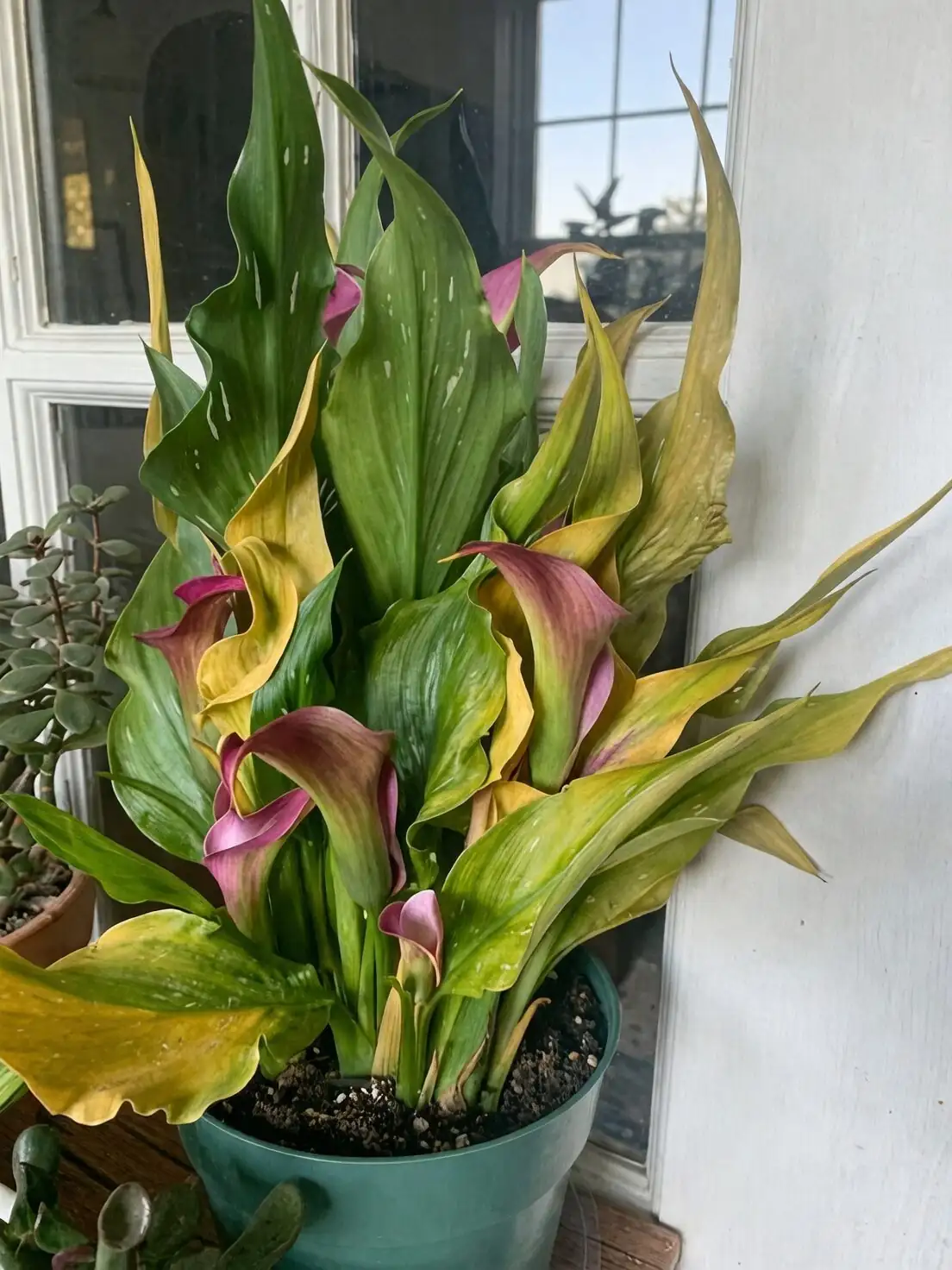 calla lily yellowing leaves dormancy