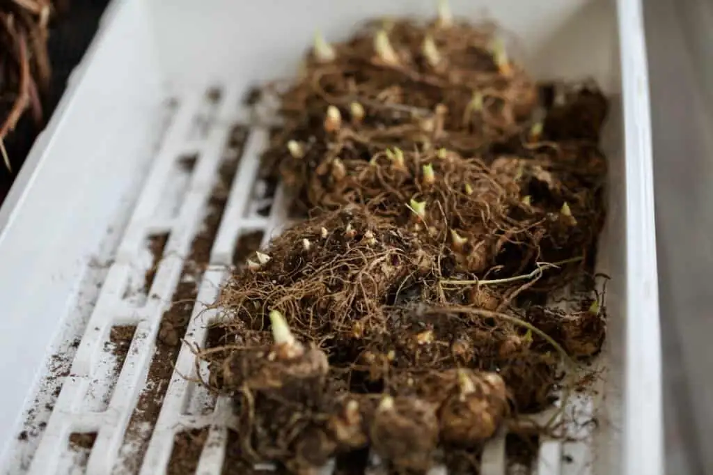 calla lily rhizomes drying tray