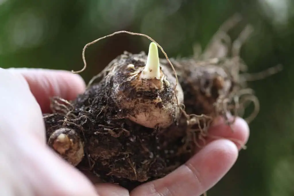calla lily rhizome planting eyes up