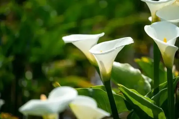 calla lily indoor bright window watering