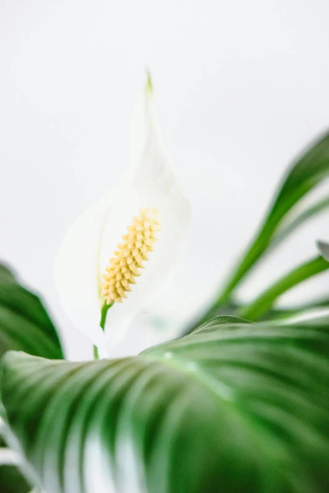 Beautiful but Bitey: Keeping Pets Safe Around Calla Lilies