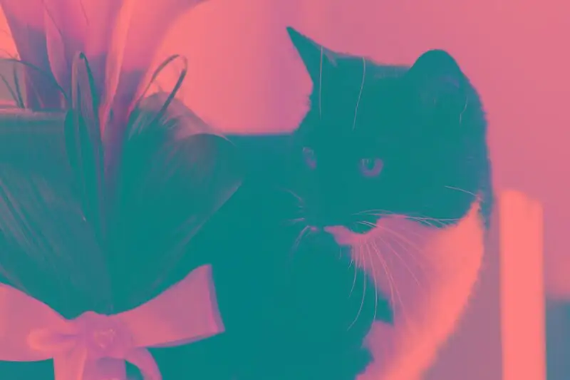cat chewing calla lily leaf