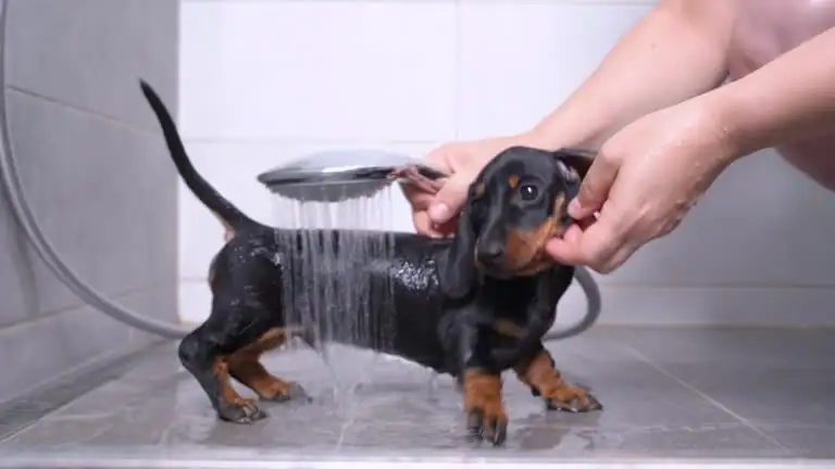 owner rinsing dog mouth syringe