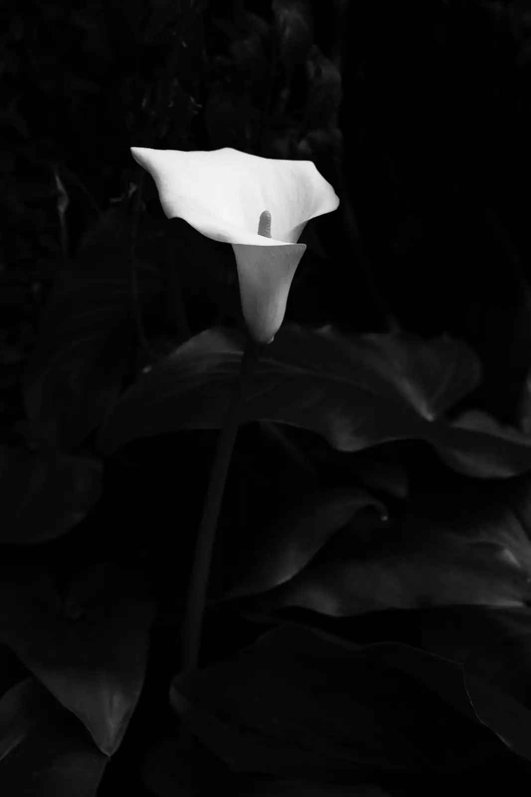 calla lily in glass cabinet