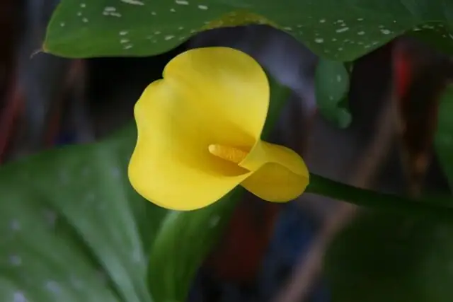 cat sniffing calla lily plant