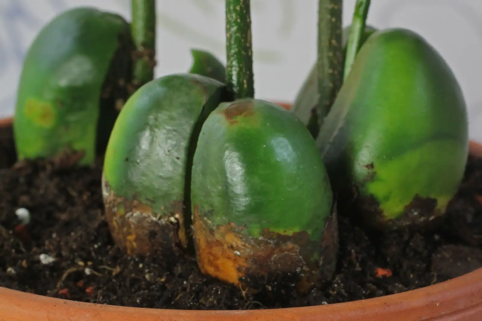 castanospermum australe seeds germinating sand