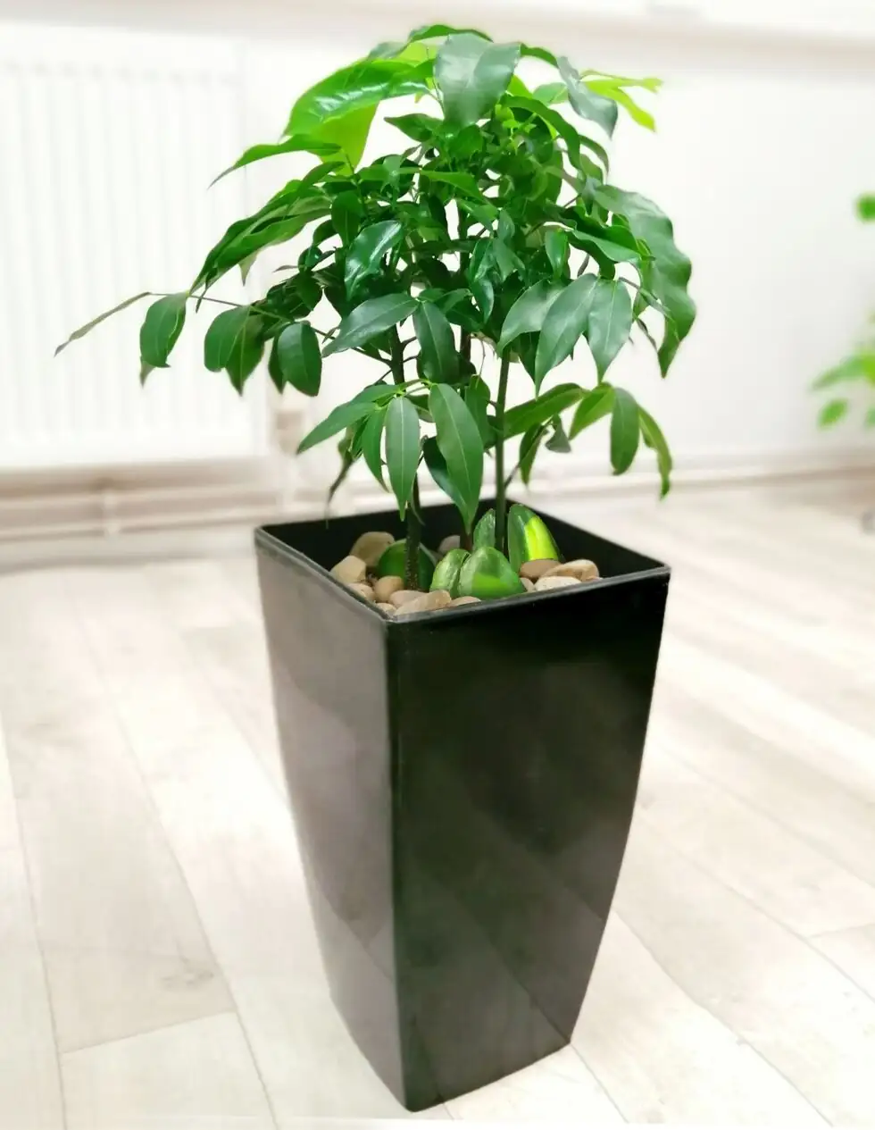 Spots, Webs, and Sudden Leaf Drop? Fast Fixes for a Fussy Castanospermum australe