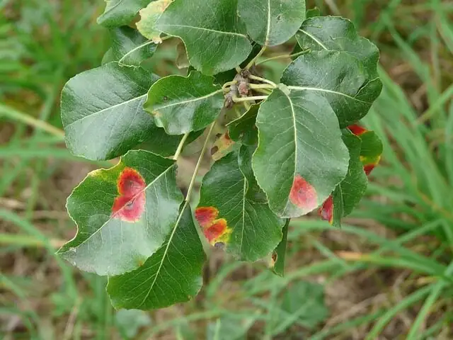 castanospermum australe leaf rust close-up