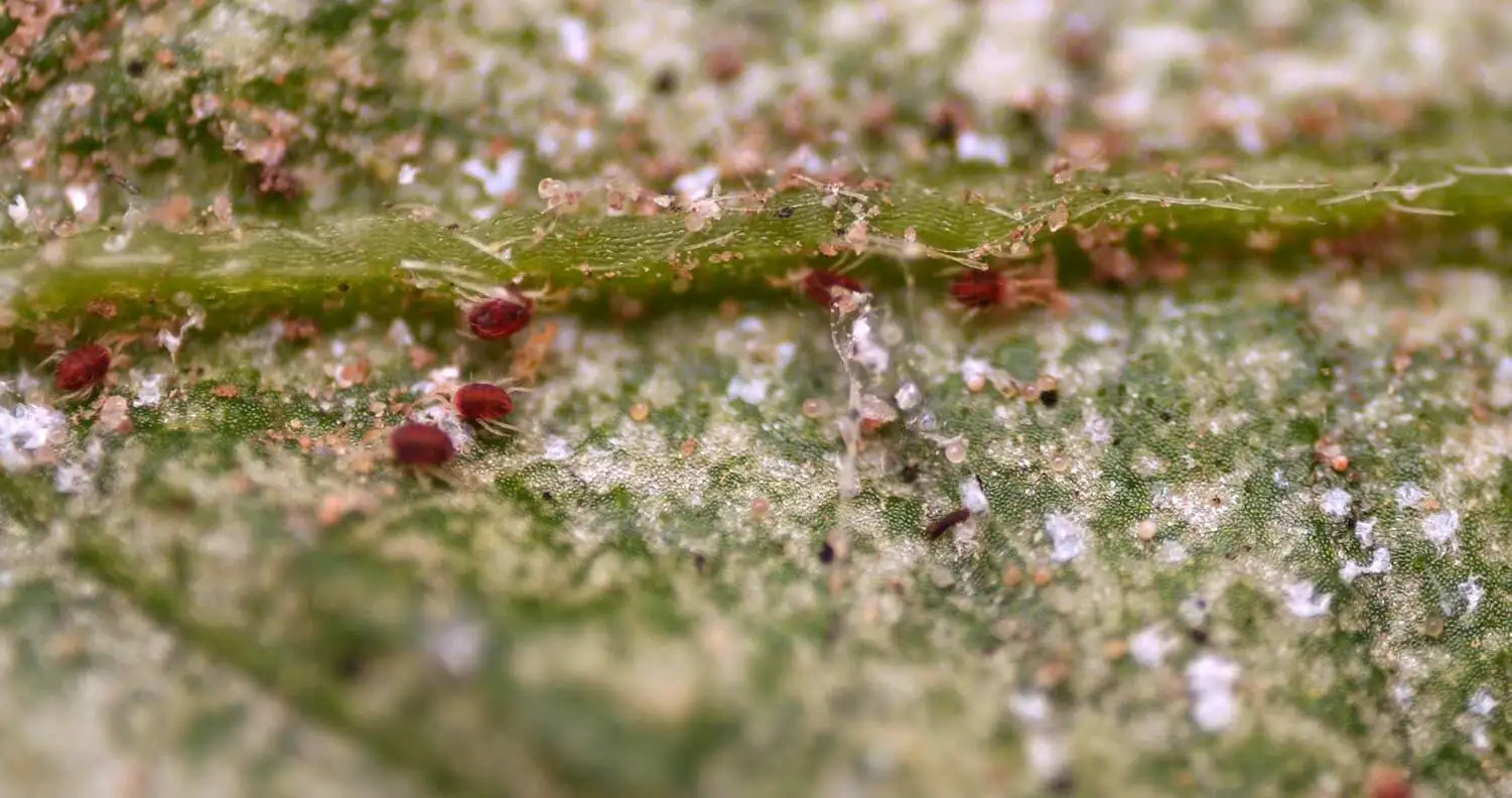 castanospermum australe spider mites webs