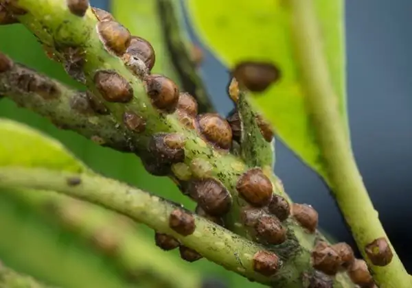 castanospermum australe scale insects stems
