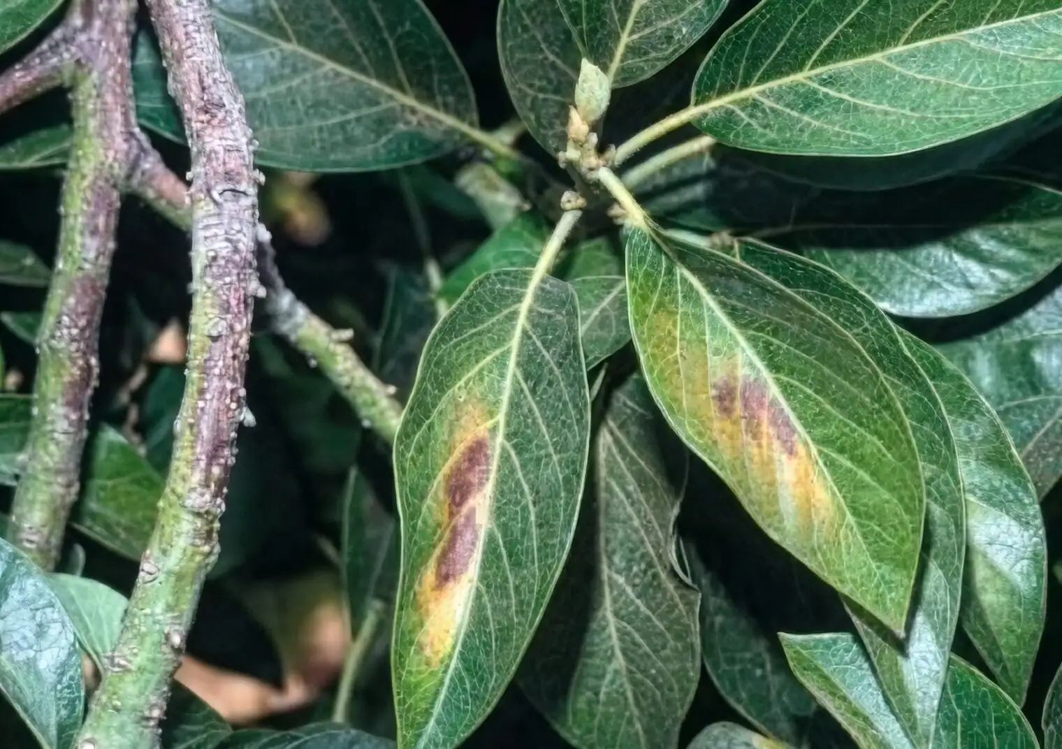 castanospermum australe sun scorch leaves