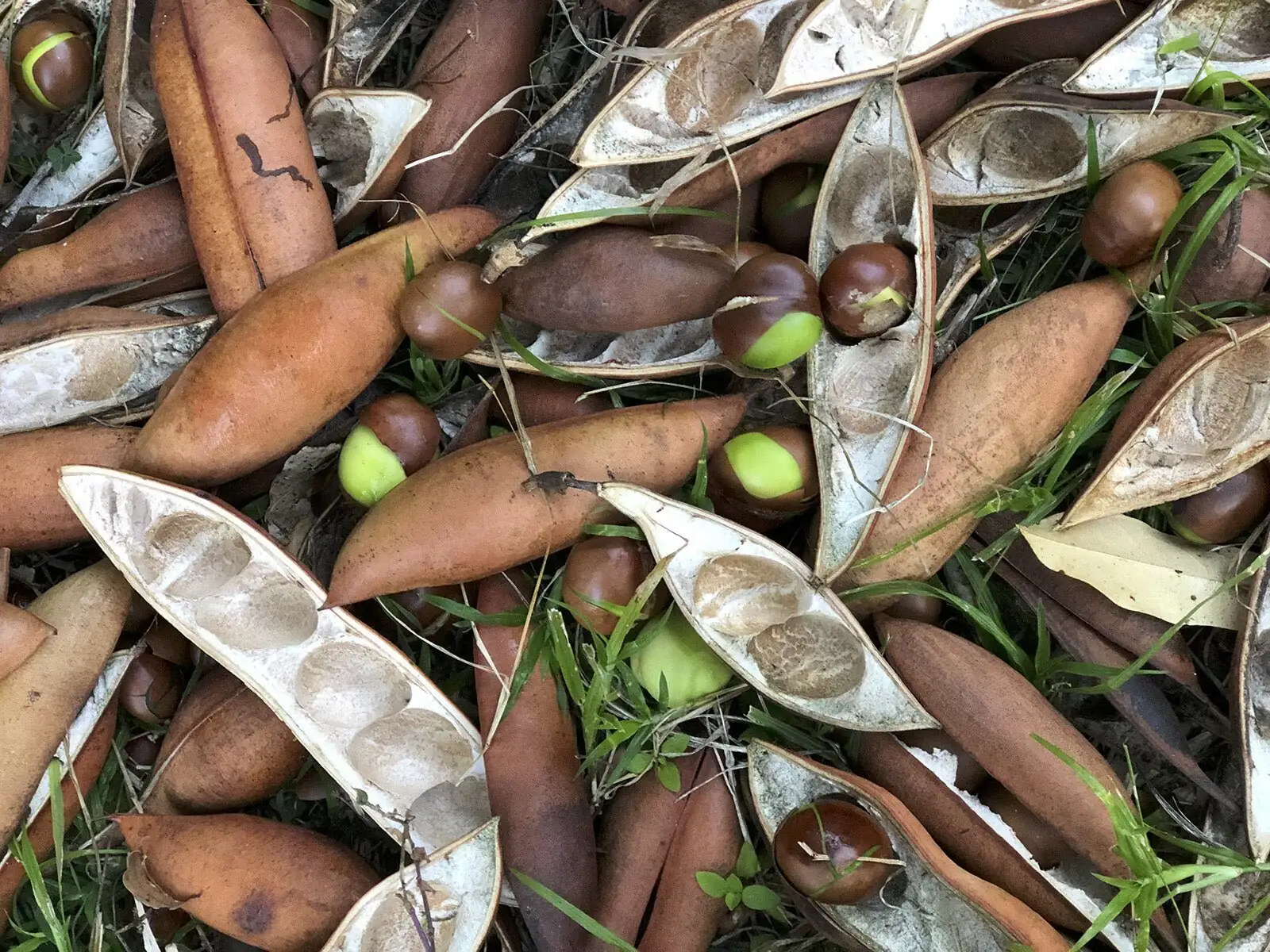 From Moreton Bay to Your Desk: The Wild Journey of Castanospermum australe
