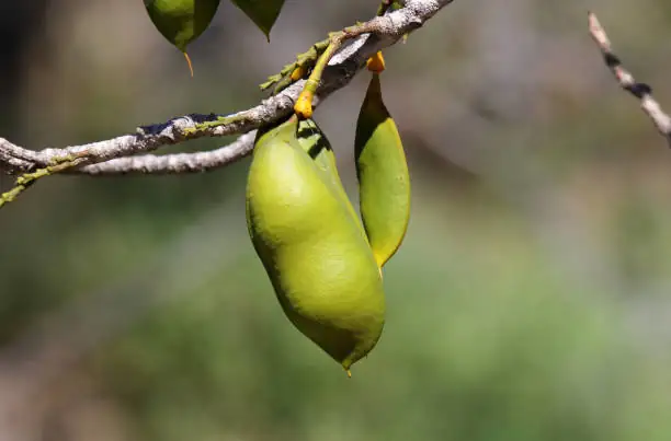 castanospermum australe windowsill bright light