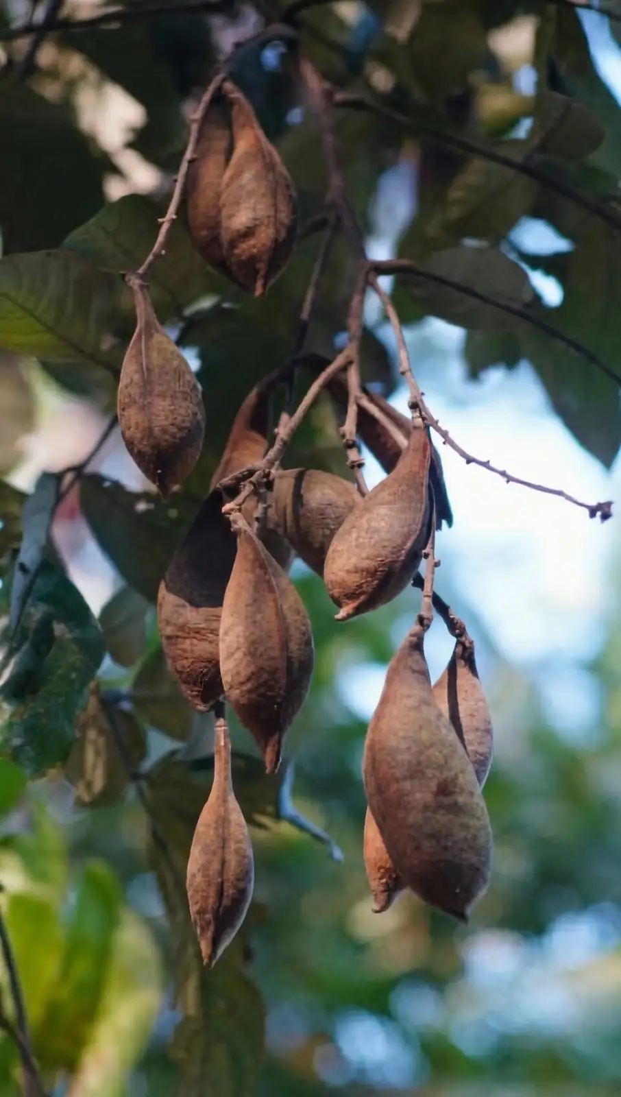Why Do Its ‘Coins’ Open Sideways? 7 Quirky Secrets of the Australian Money Tree