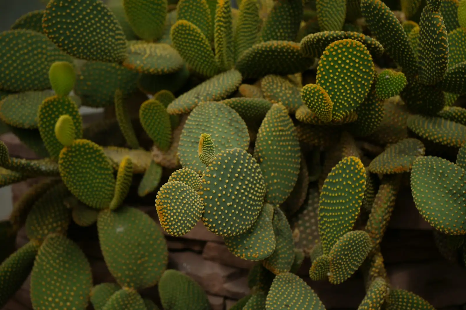 Castanospermum australe cotyledons close up