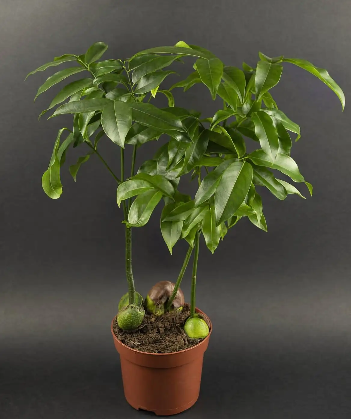 Castanospermum australe water culture vase