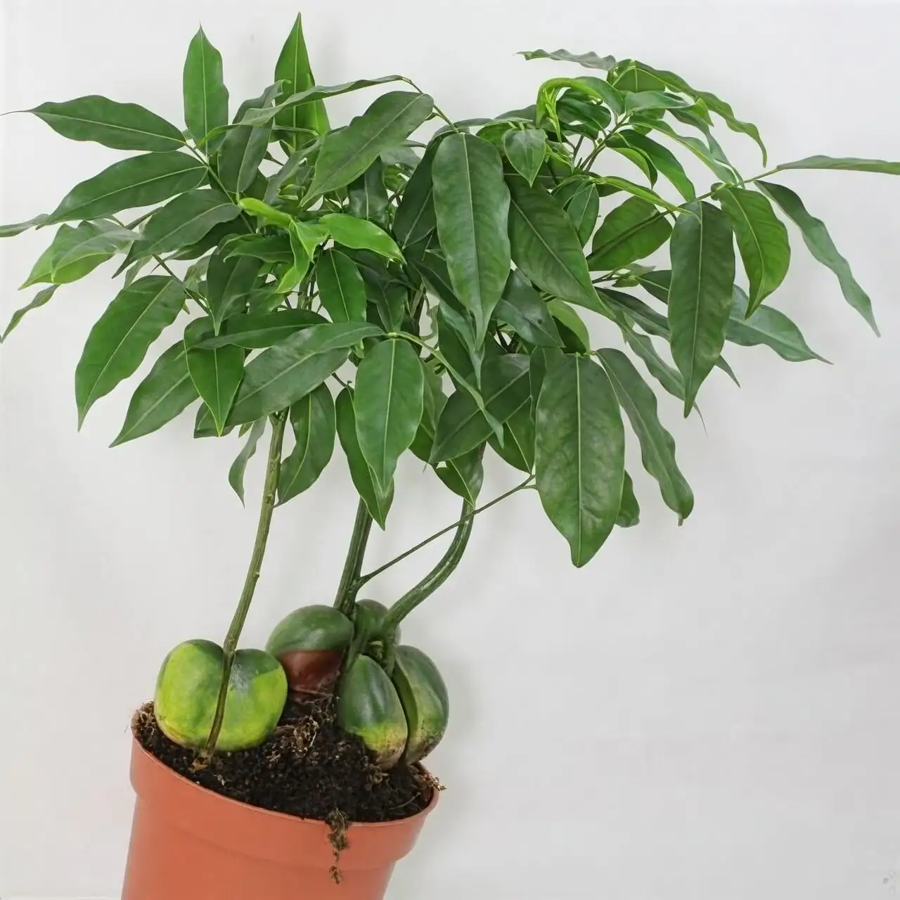 castanospermum vs pachira leaves comparison