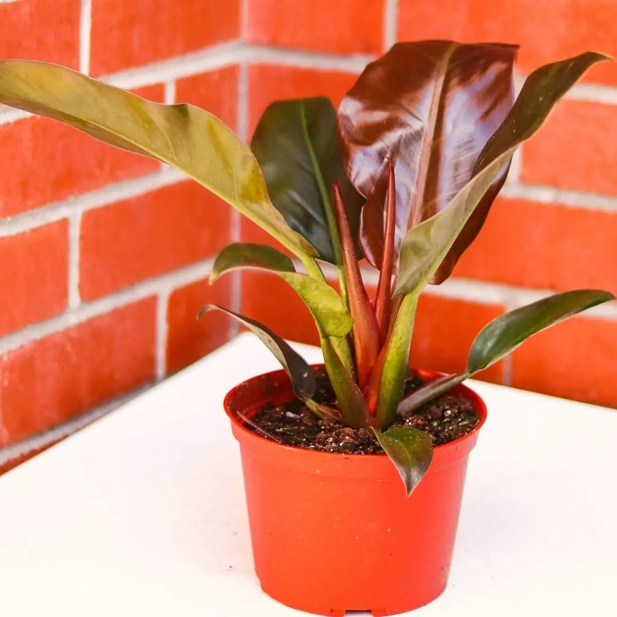 castanospermum australe on office desk