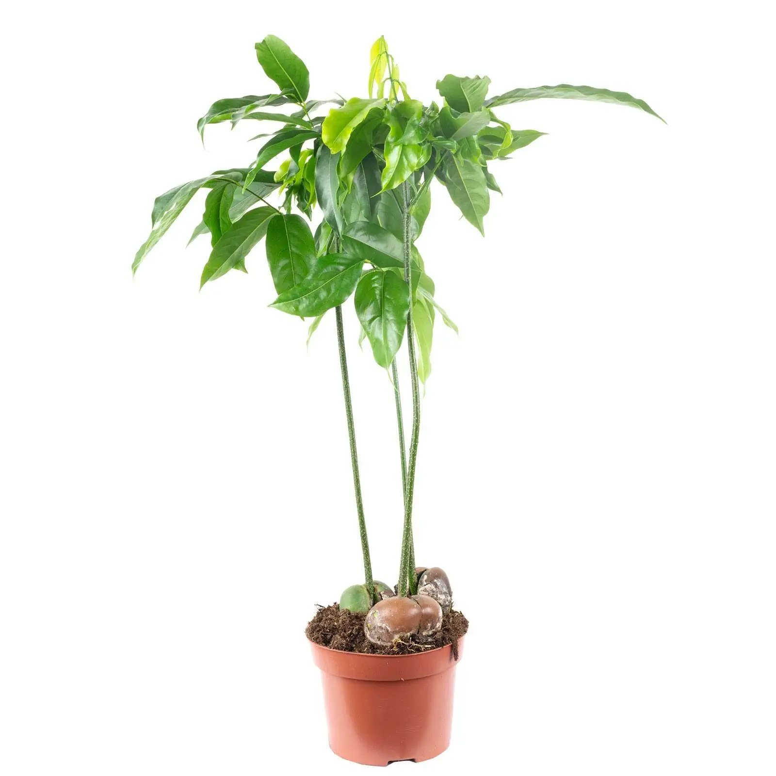 Seed to Showpiece: Propagating and Training Castanospermum australe Like a Pro