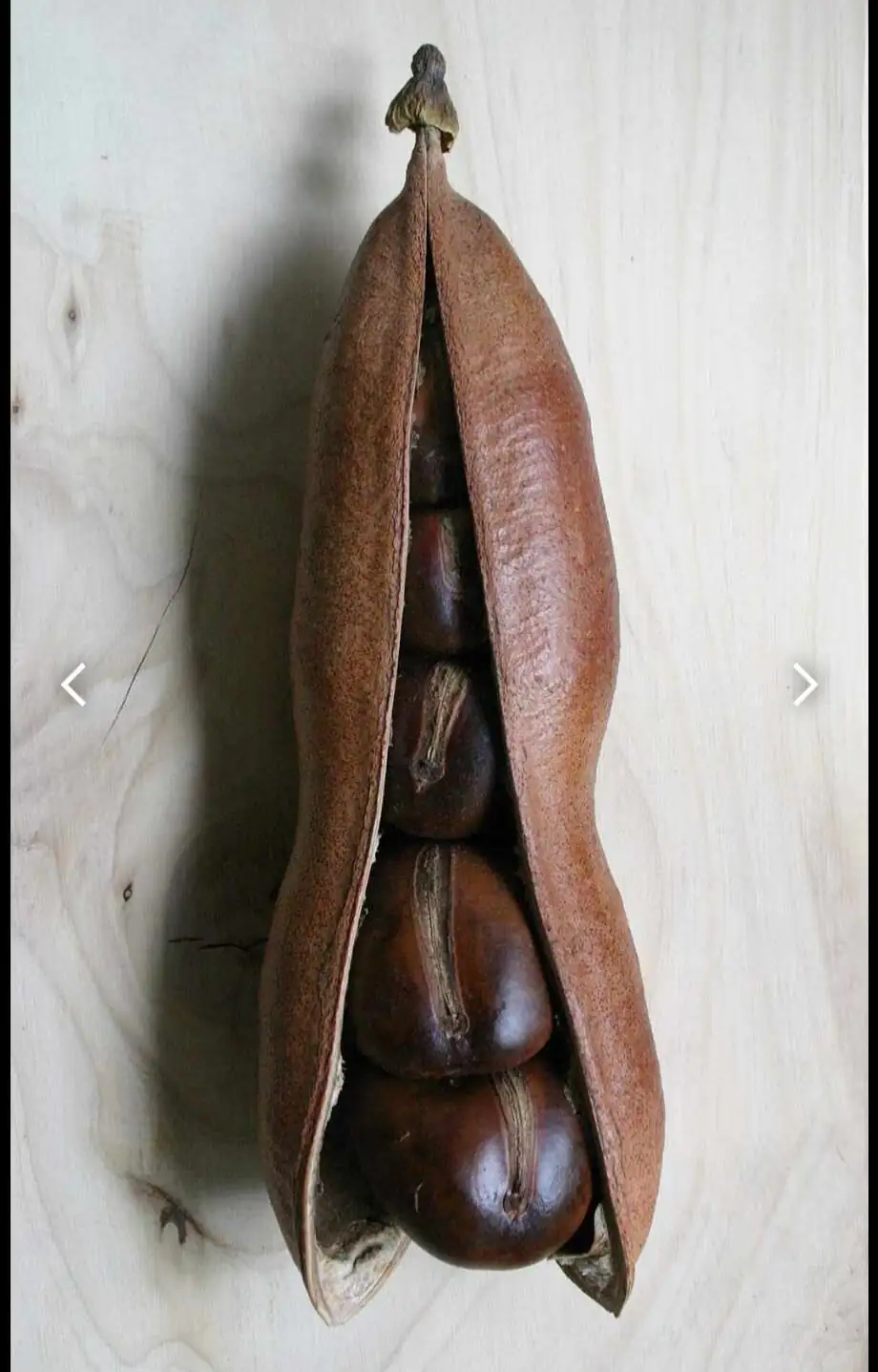 Castanospermum australe seed soaking