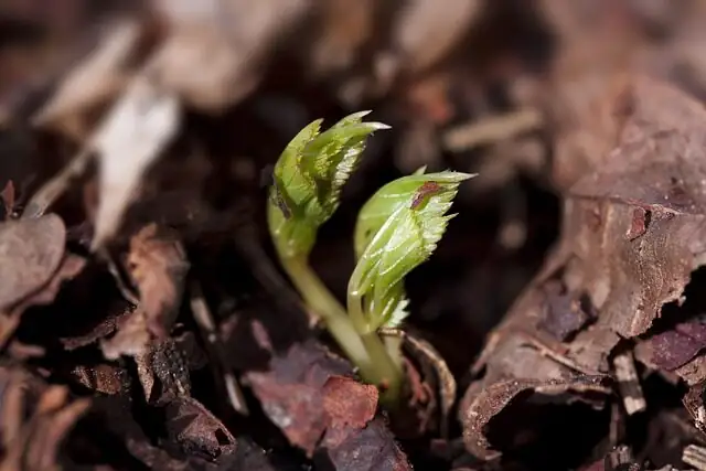 Castanospermum australe seedling cotyledons close-up